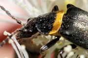 Plague Soldier Beetle (Chauliognathus lugubris)